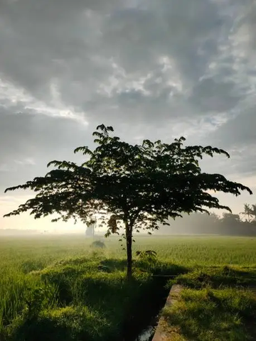 The Symbolism of Tree of Life Charms