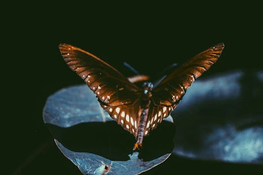 The Enigmatic Beauty of Luna Moth Jewelry: A Fascinating Fusion of Nature and Craftsmanship