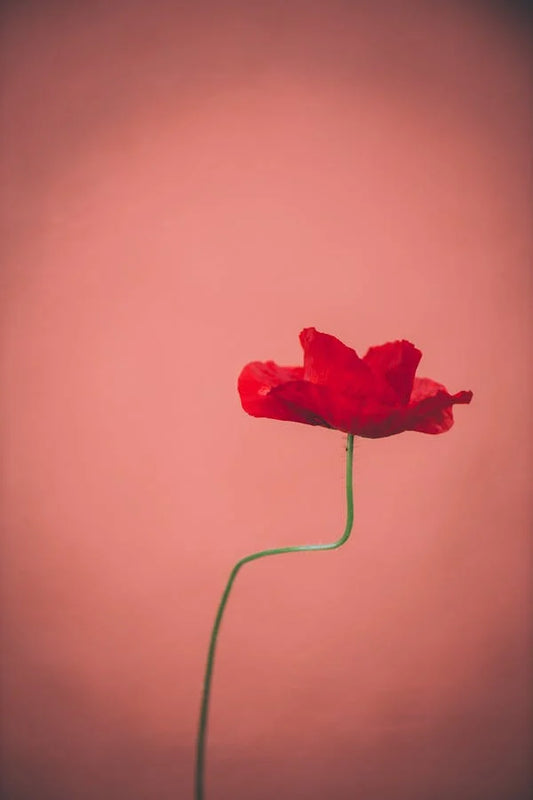 Blooming Beauty: Exploring the Poppy Flower Charm