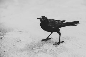 Unraveling the Mystique: The Allure of Raven Charms