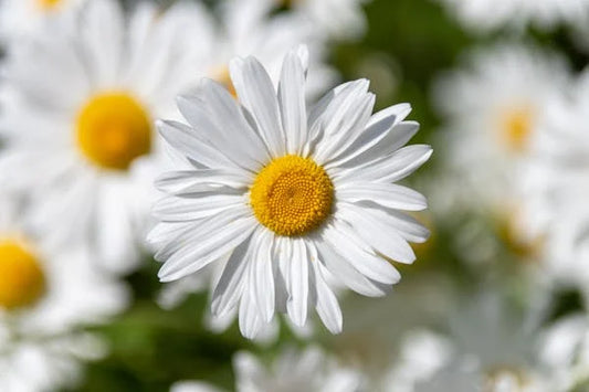 Dainty Delights: Tiny Daisy Charms