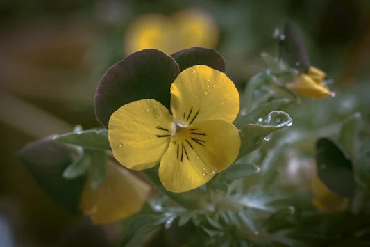 Mini Pansy Flower Jewelry: A Touch of Nature’s Elegance